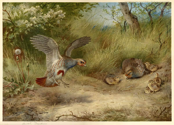 Archibald Thorburn Partridges and Young